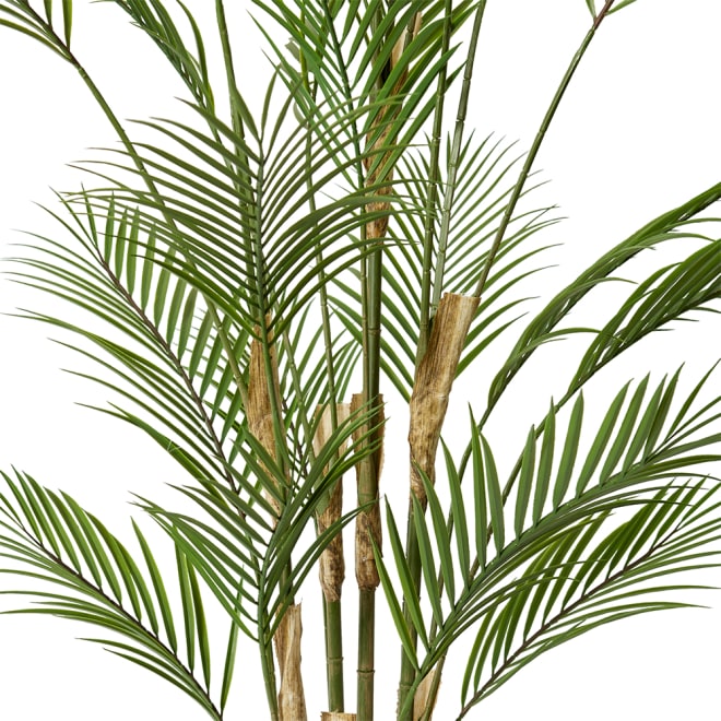Palm Phoenix (Outdoor) - 92 x 92 x 150cm 