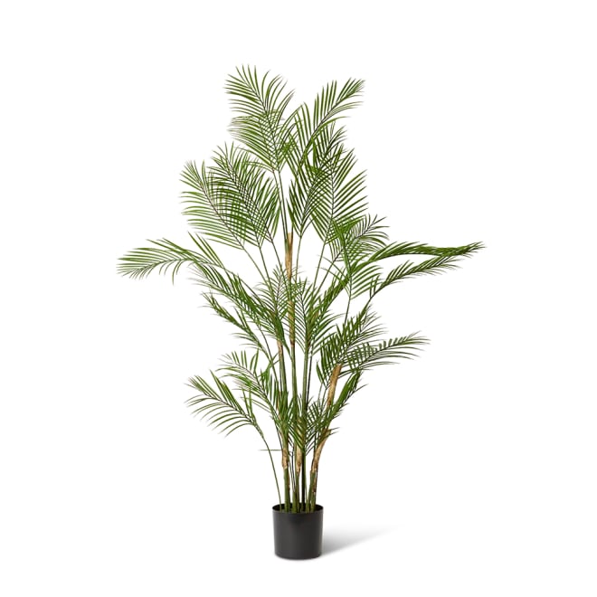 Palm Phoenix (Outdoor) - 125 x 125 x 180cm 