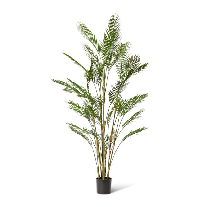 Palm Phoenix (Outdoor) - 150 x 150 x 210cm 