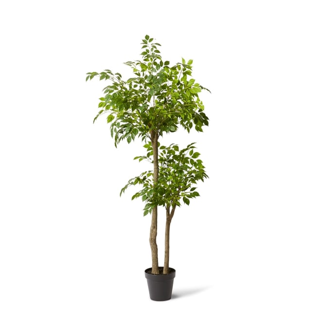 China Doll Tree Green - 100 x 100 x 180cm color Green