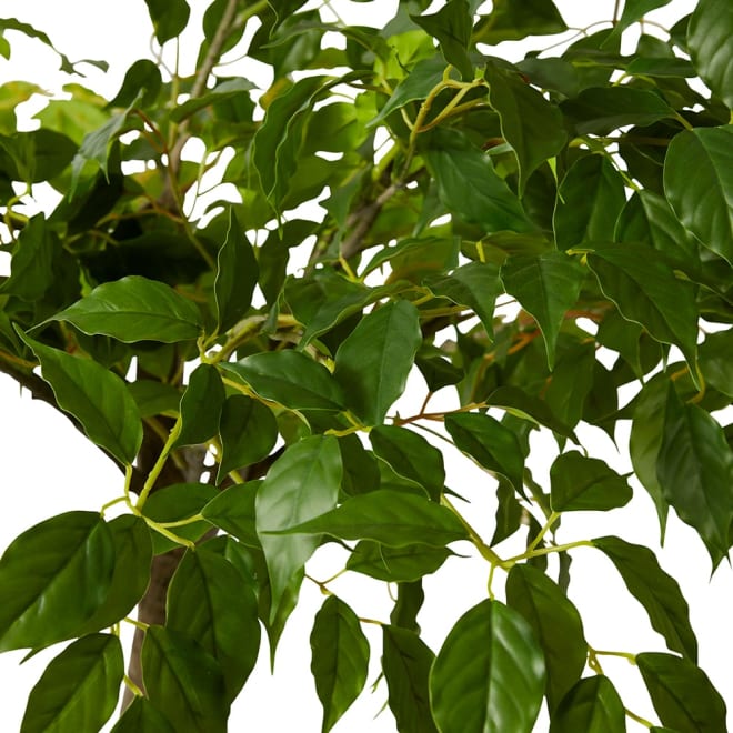 China Doll Tree Green - 120 x 120 x 210cm color Green