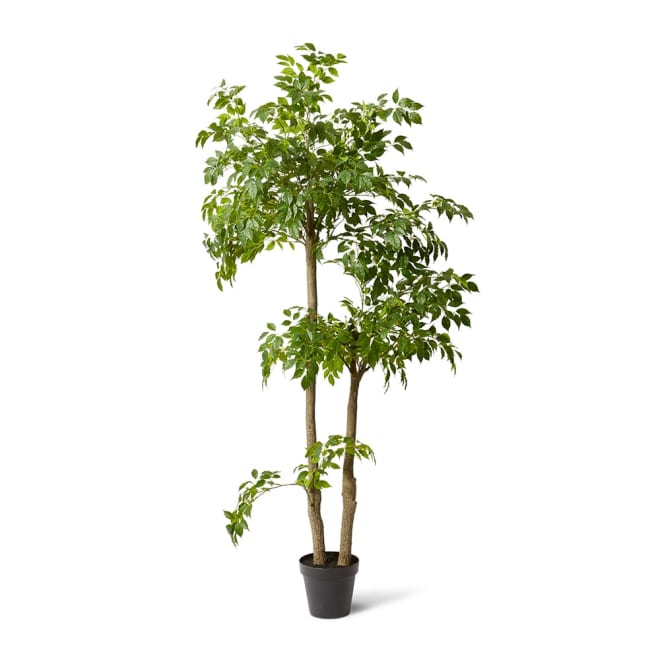 China Doll Tree Green - 120 x 120 x 210cm color Green