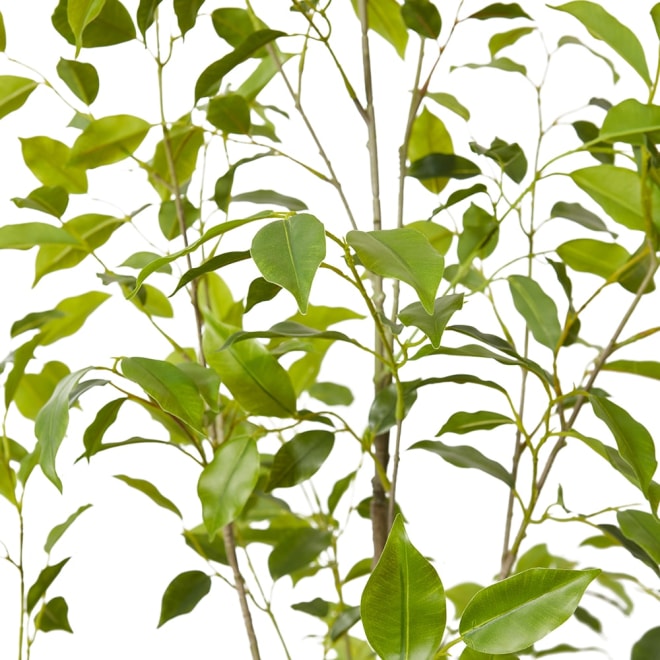 Ficus Monique Tree Green - 110 x 100 x 220cm color Green