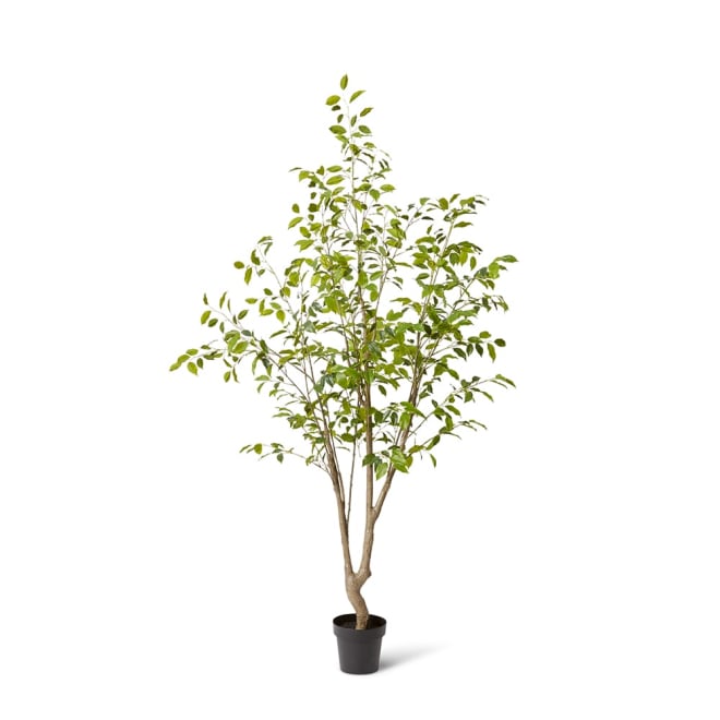 Ficus Monique Tree Green - 110 x 100 x 220cm color Green