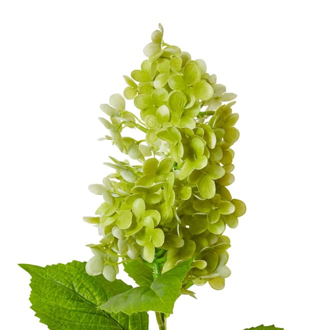 Cone Hydrangea  - 20 x 20 x 75cm color Green