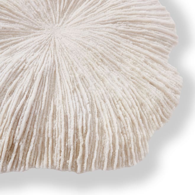 Sea Coral Wall Décor - 50 x 8 x 49cm 