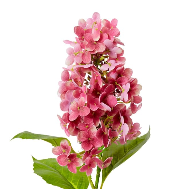 Cone Hydrangea  - 20 x 20 x 75cm color Pink