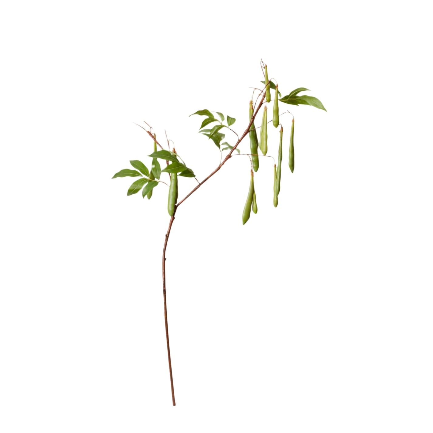 Bean Branch Green - 119CM color Green