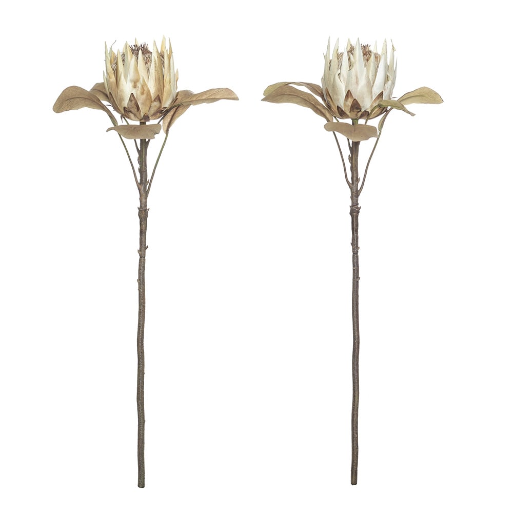 King Protea Dried Stem (Mixed) - 66cm 