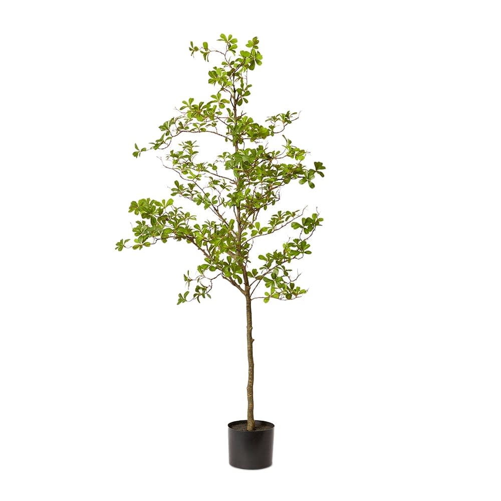 Black Olive Tree - 220cm color Green