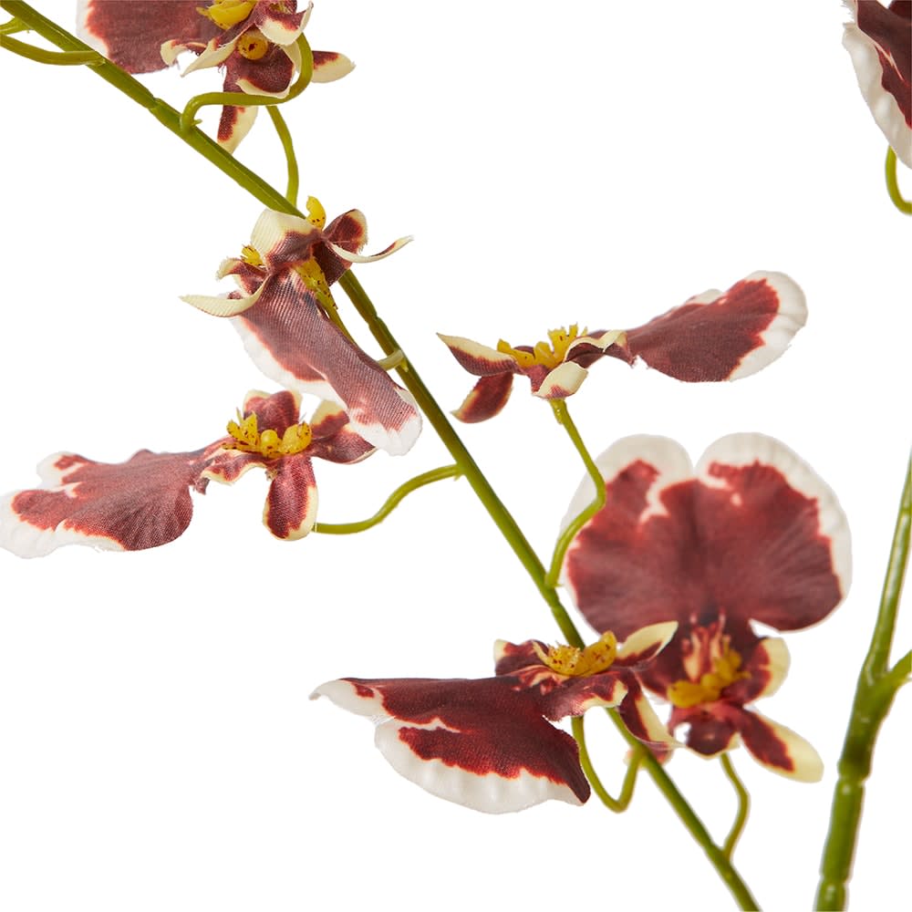 Dancing Orchid Spray Burgundy - 97 cm color Burgundy