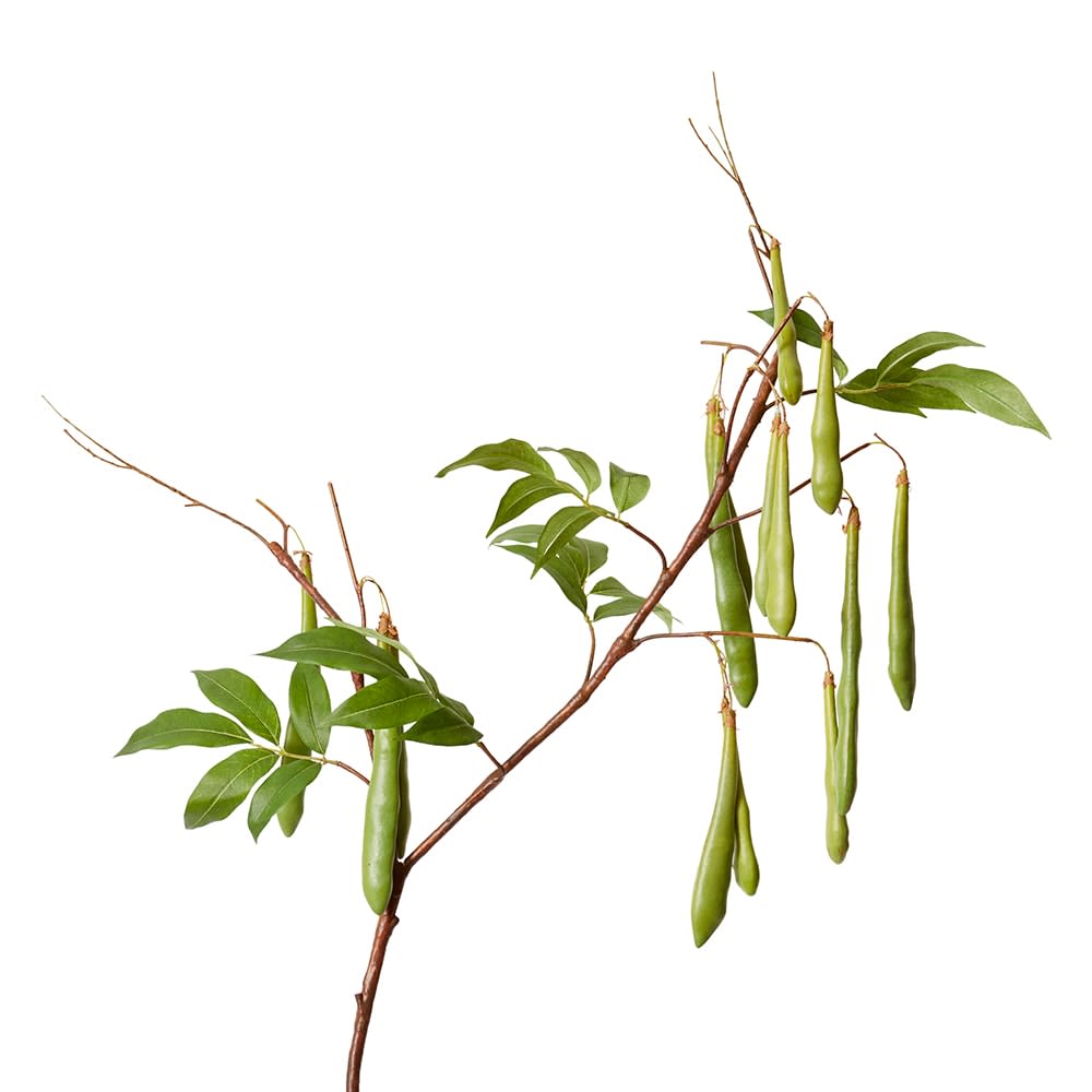 Bean Branch Green - 119CM color Green
