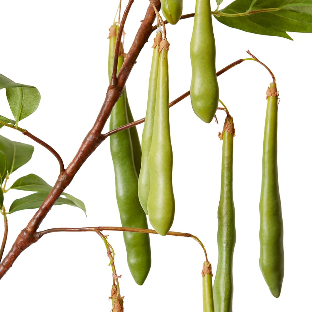 Bean Branch Green - 119CM color Green