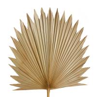 Sun Fan Palm Dried Stem - 45 x 1 x 103cm 
