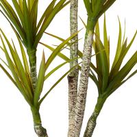Yucca Tree - 70 x 70 x 116cm 