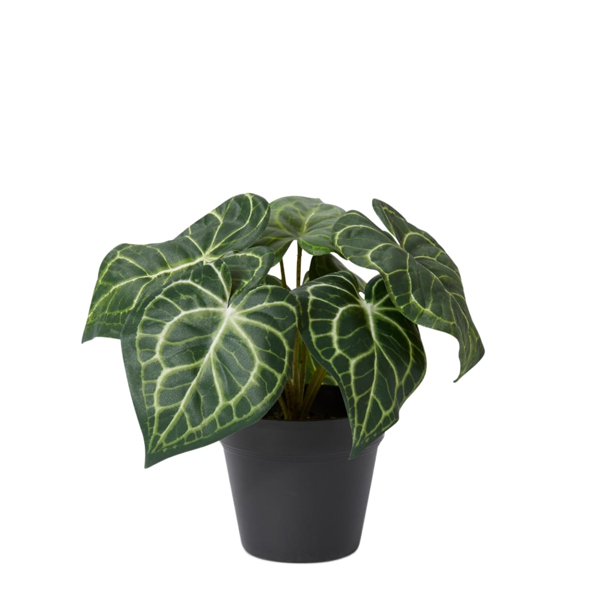 Anthurium Plant Potted - 24 x 24 x 23cm 