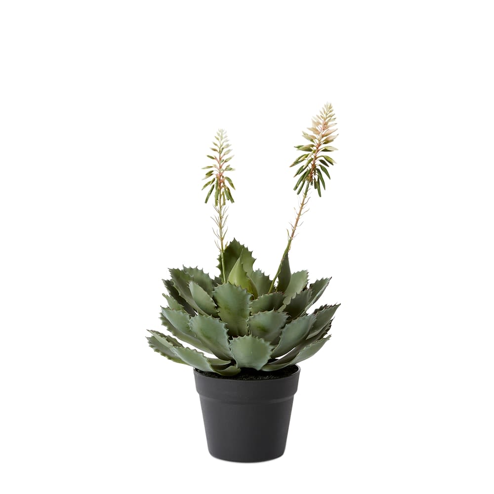 Cactus Flowering Plant Potted - 56 cm 