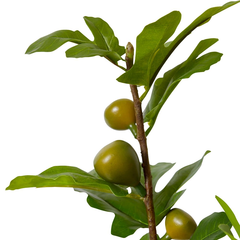 Fig Branch - 20 x 32 x 86cm color Green