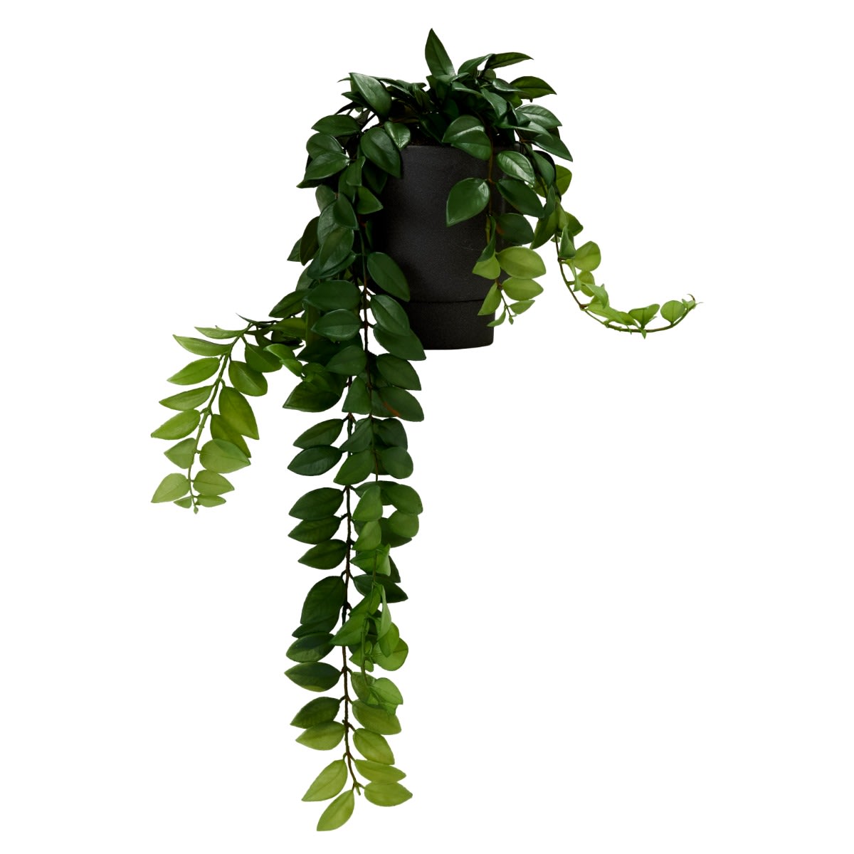 Hoya Locust Bush Daylen Pot Black & Green - 20cm x 20cm x 25cm 