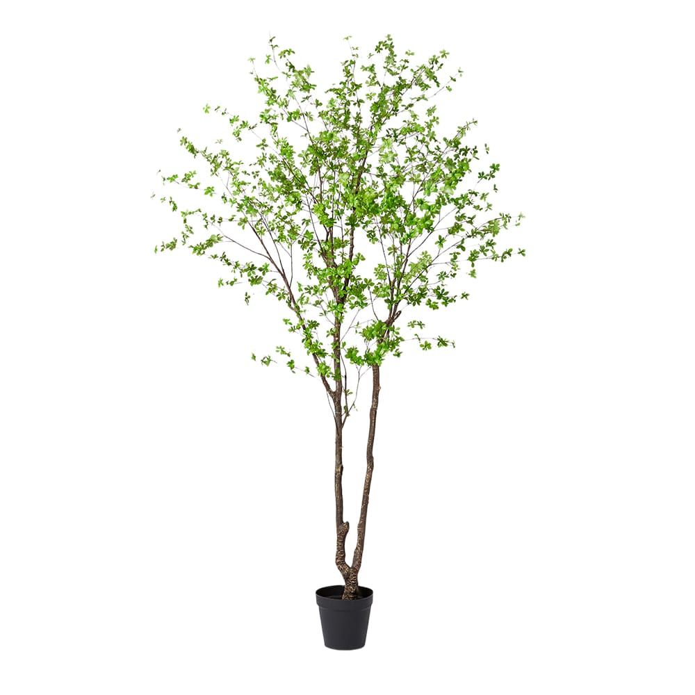 Pieris Tree - 200cm x 180cm x 300cm color Green