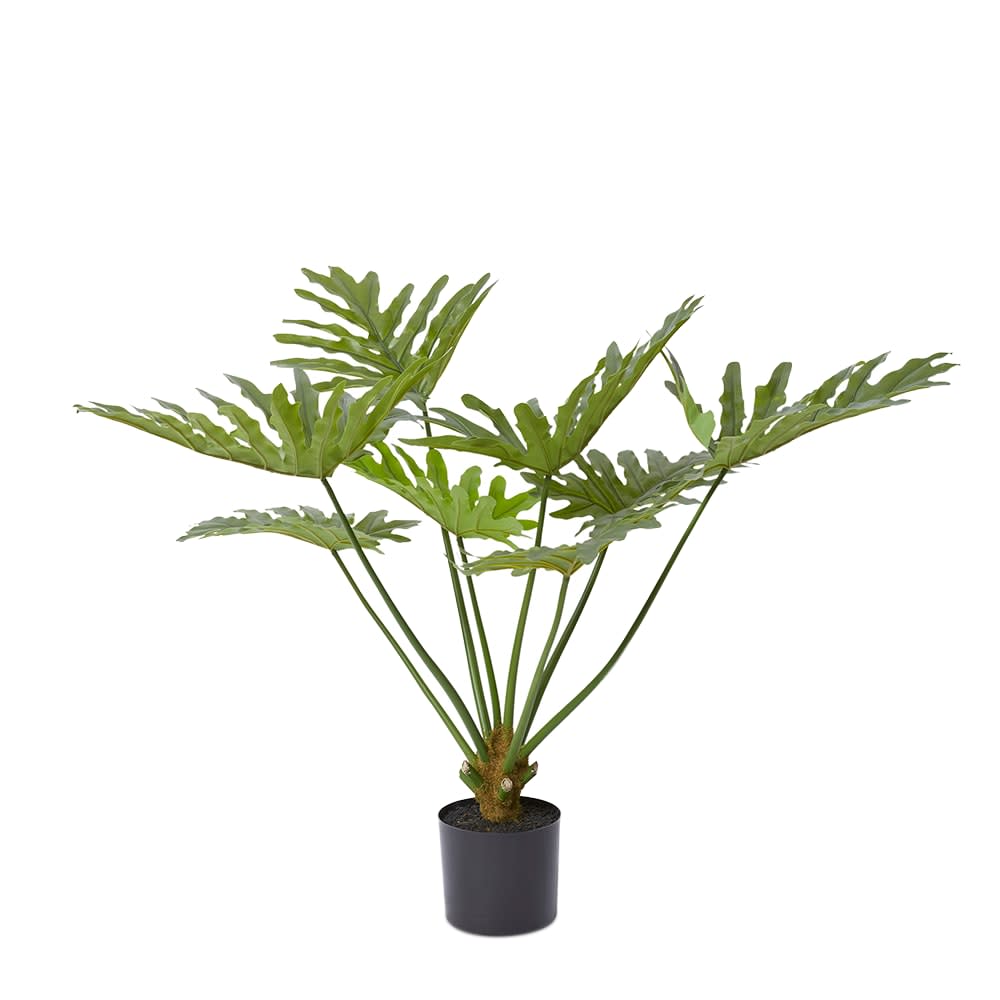 Split Philo Plant Potted - 92cm color Green