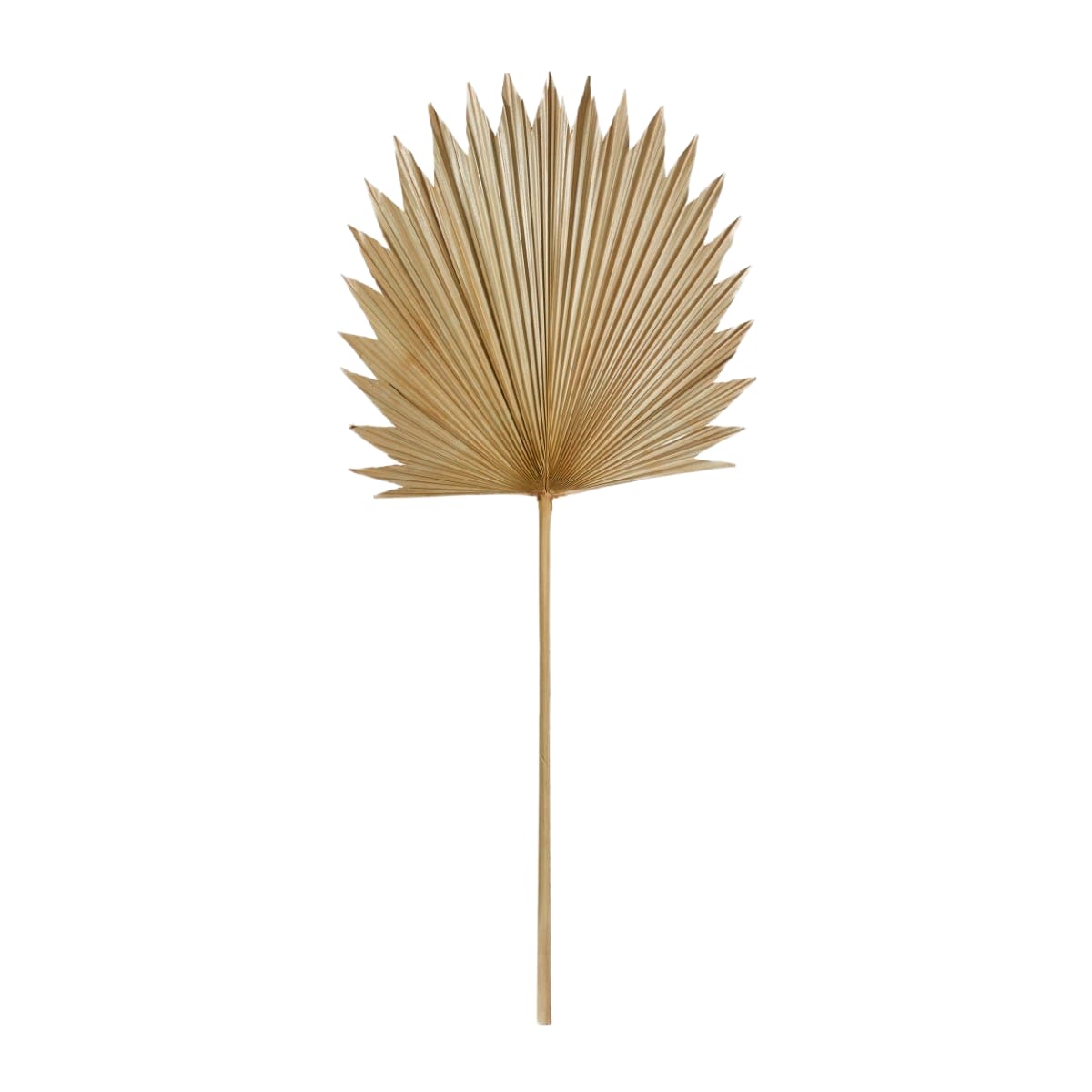 Sun Fan Palm Dried Stem - 45 x 1 x 103cm 