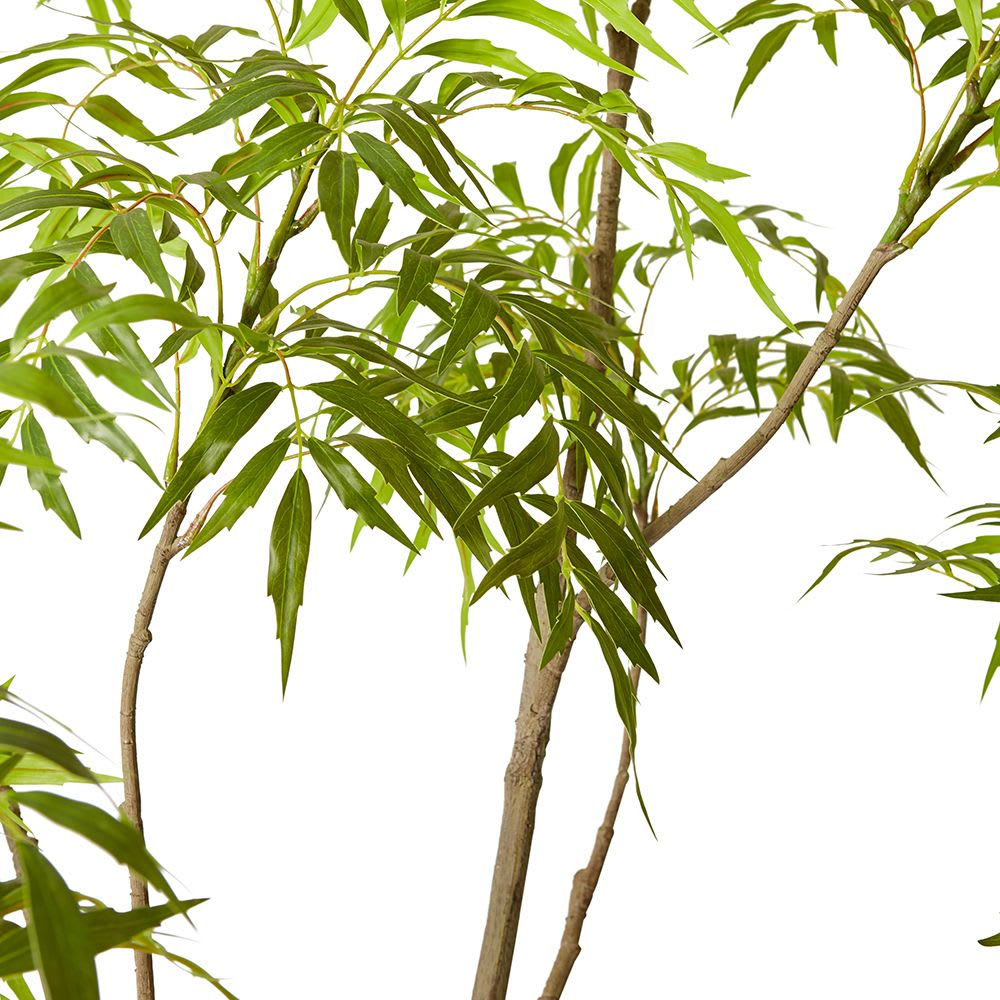 Mahonia Tree - 240cm color Green