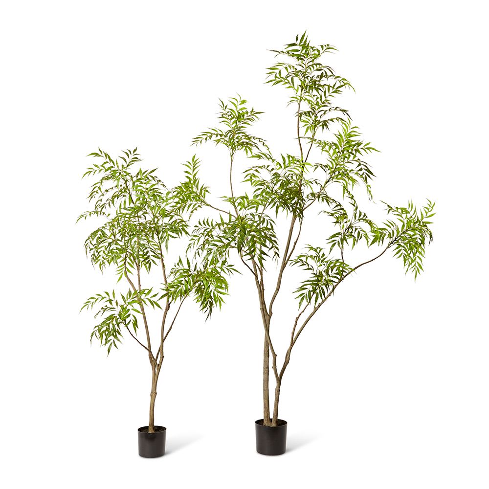 Mahonia Tree - 180cm color Green