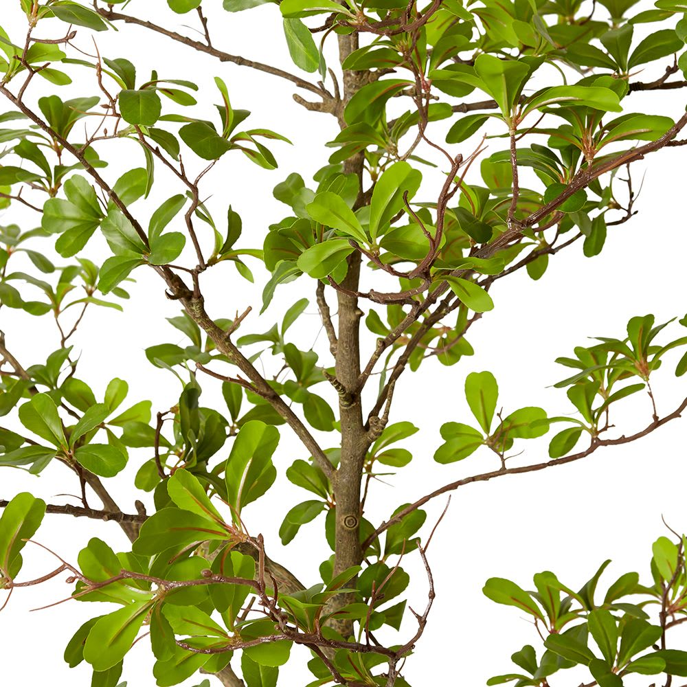 Black Olive Tree - 220cm color Green