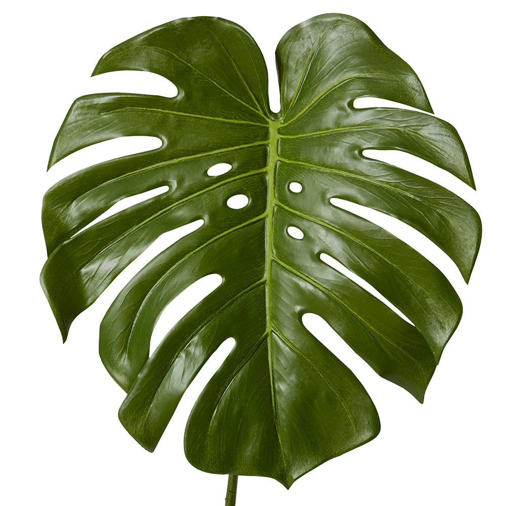 Monstera Leaf Green - 60cm color Green