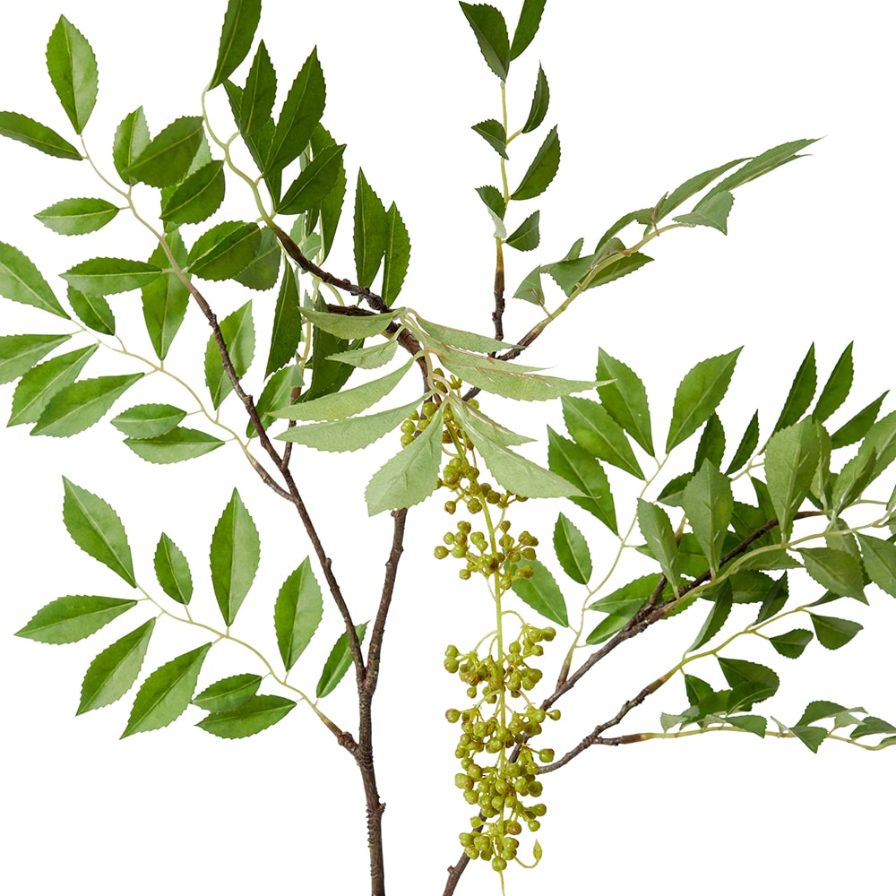 Simarouba Seeding Branch - 99cm color Green