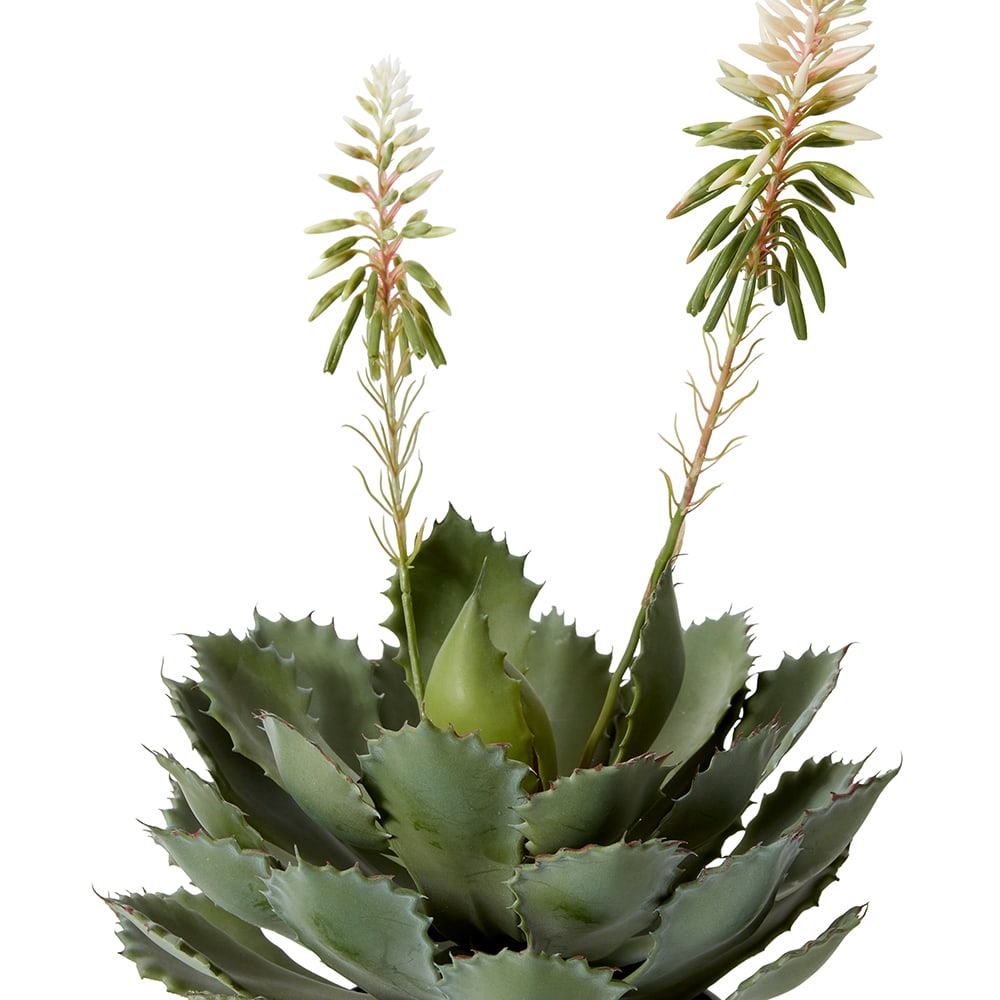 Cactus Flowering Plant Potted - 56 cm 