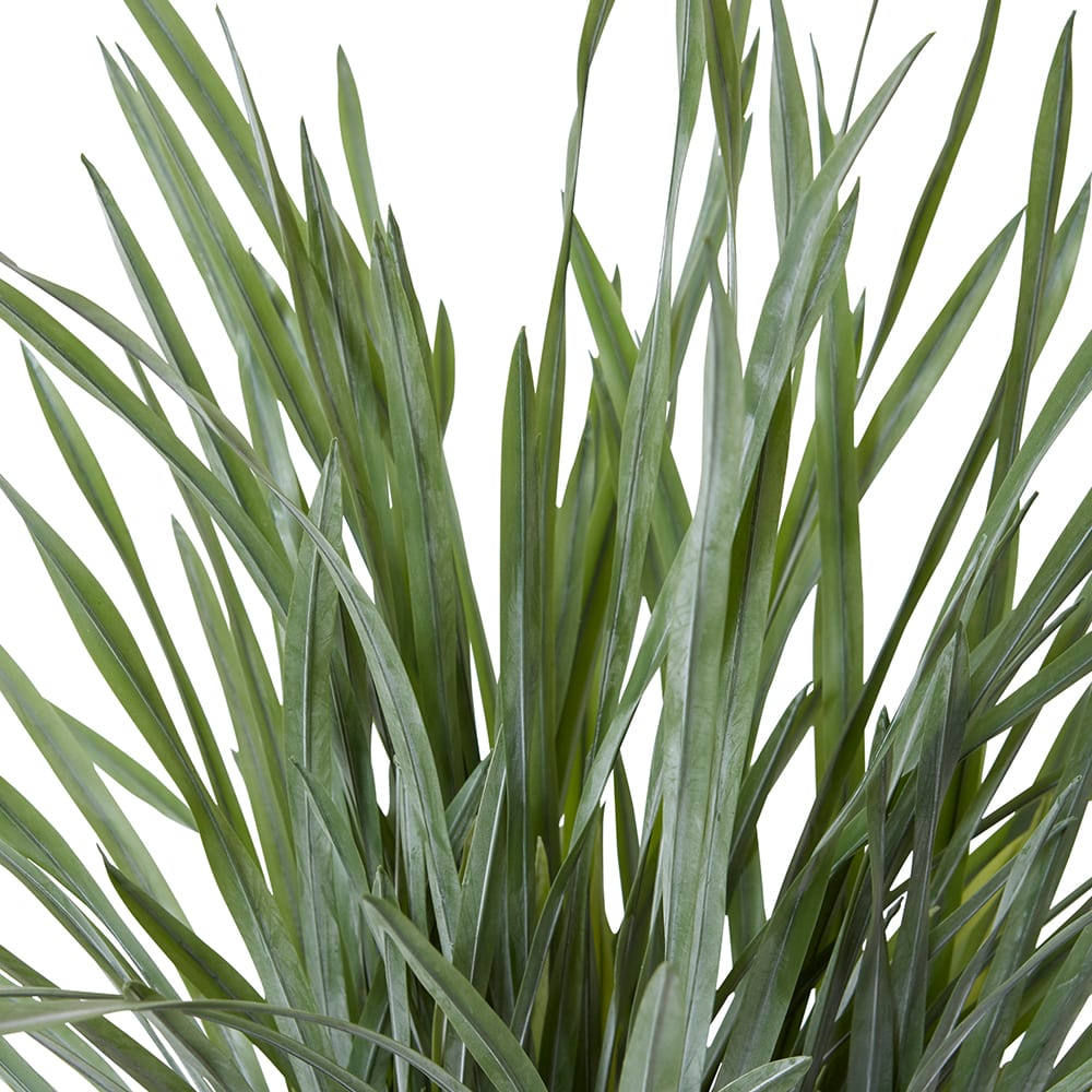 Dracaena Grass Plant Potted - 64cm x 60cm x 90cm 