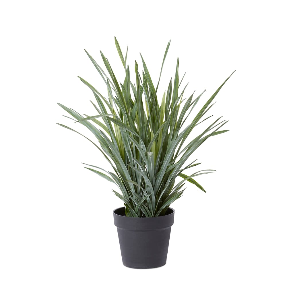 Dracaena Grass Plant Potted - 60cm x 60cm x 70cm color 68194202