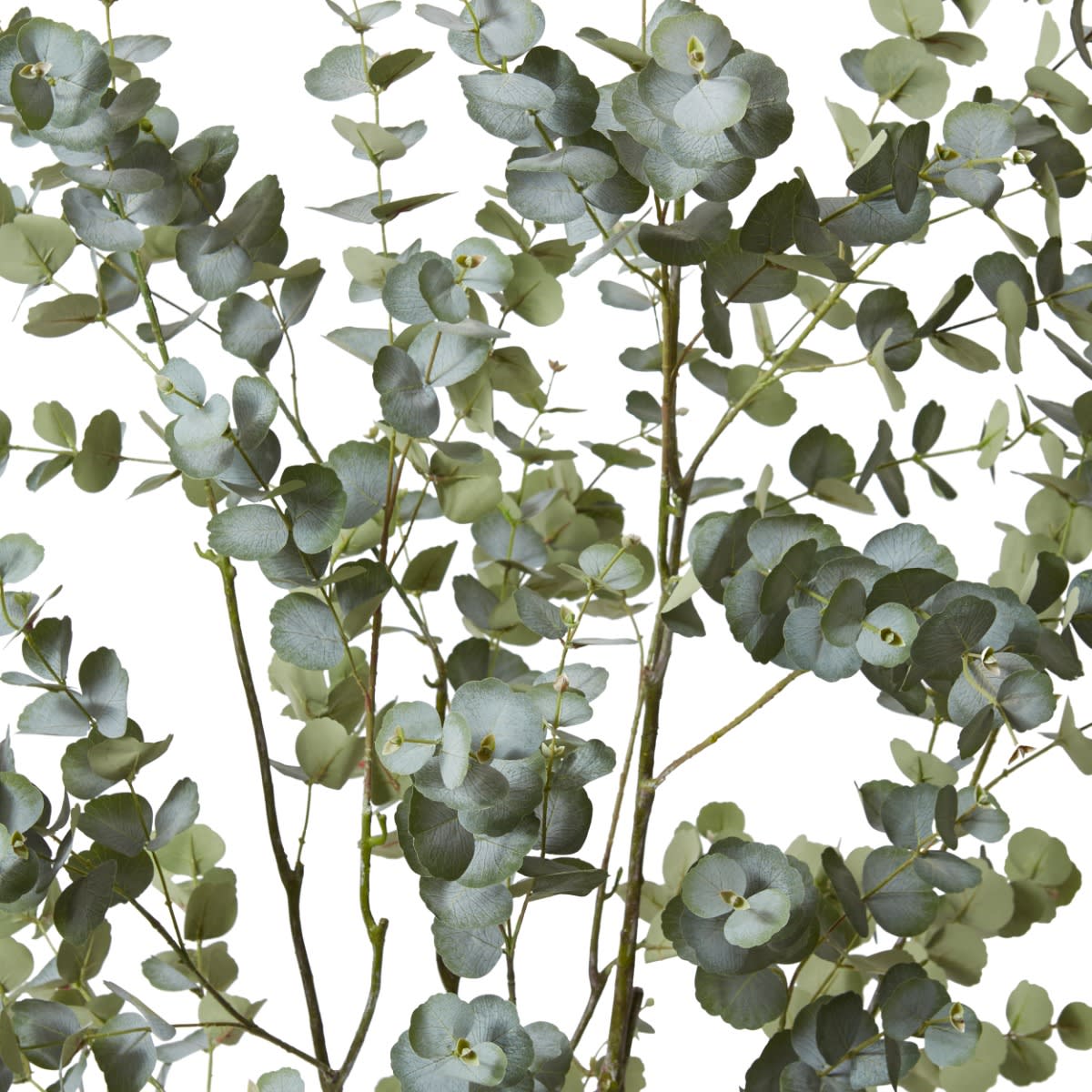 Eucalyptus Tree Green - 90cm x 70cm x 200cm 