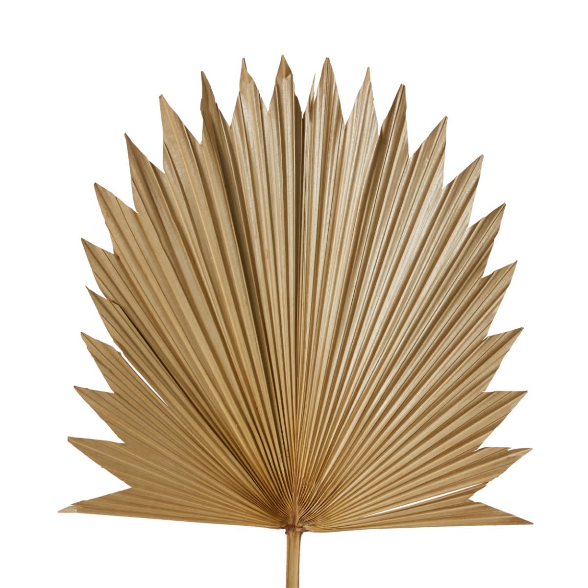 Dried Sun Fan Palm Natural - 38cm x 1cm x 96cm color 68194202