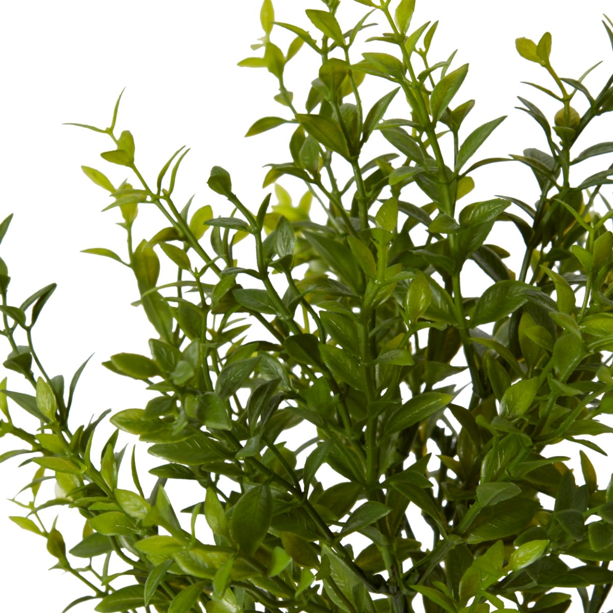 Boxwood Bush - 20 x 20 x 34cm 