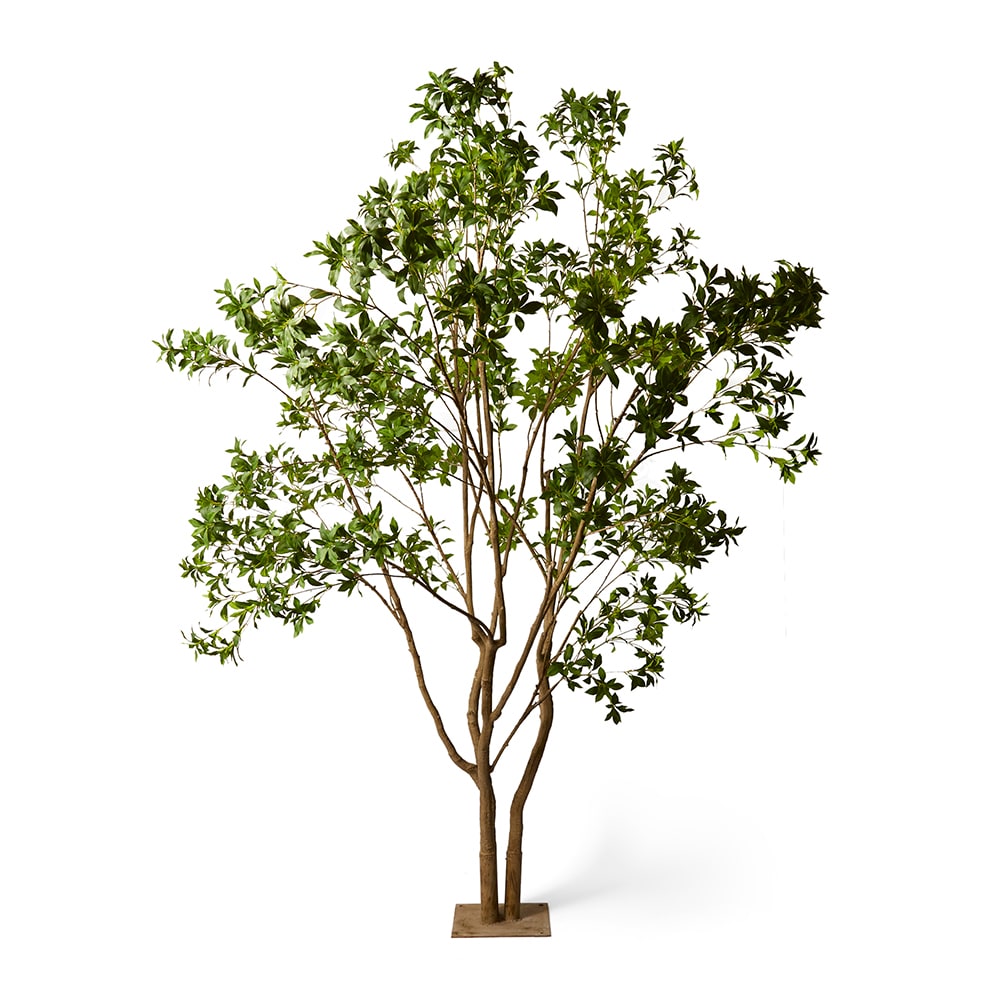 Pieris Japonica Tree - Green (290cm) | Elme Living | Australia’s ...
