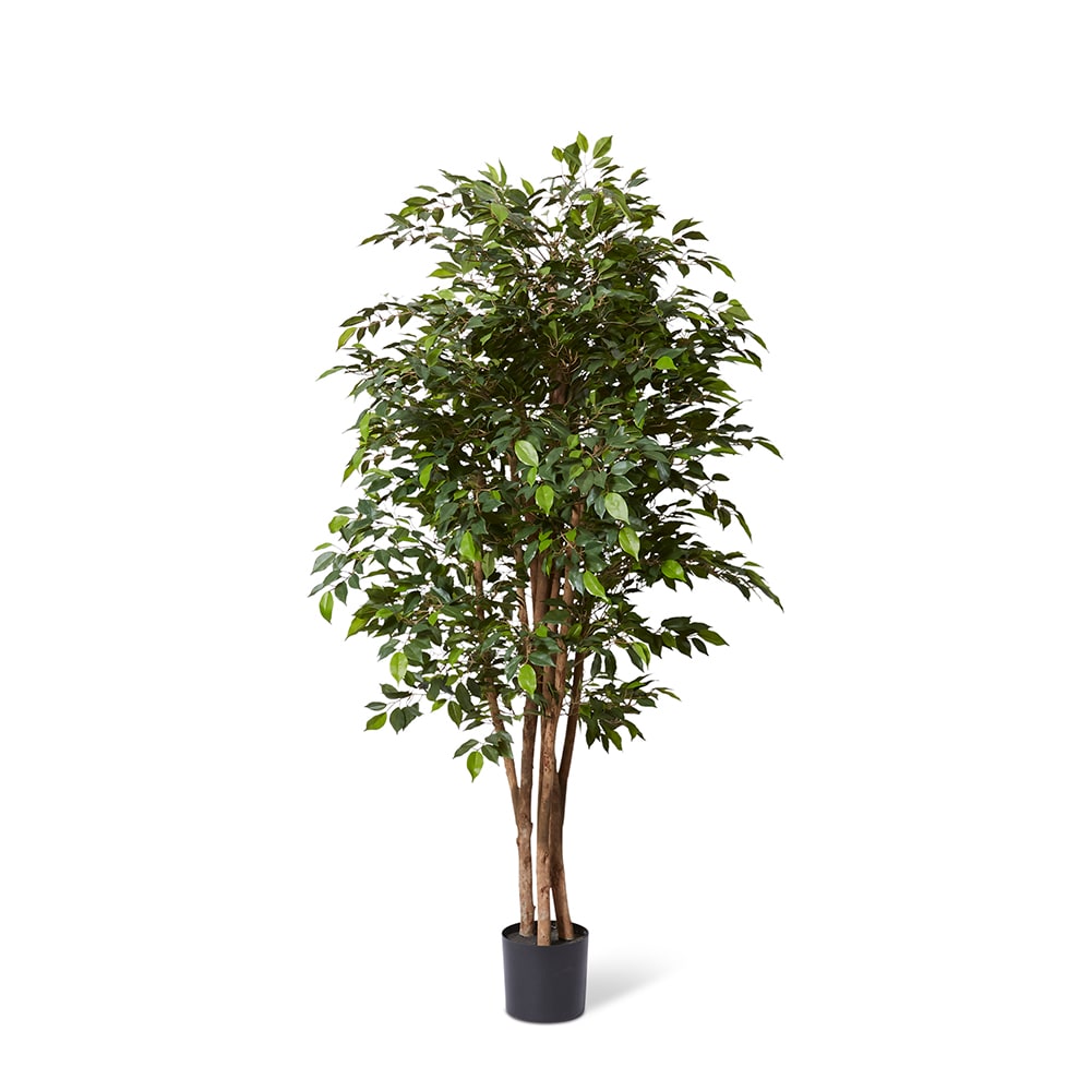 Ficus Mini Tree - 63 x 63 x 180cm | Elme Living | Australia’s ...