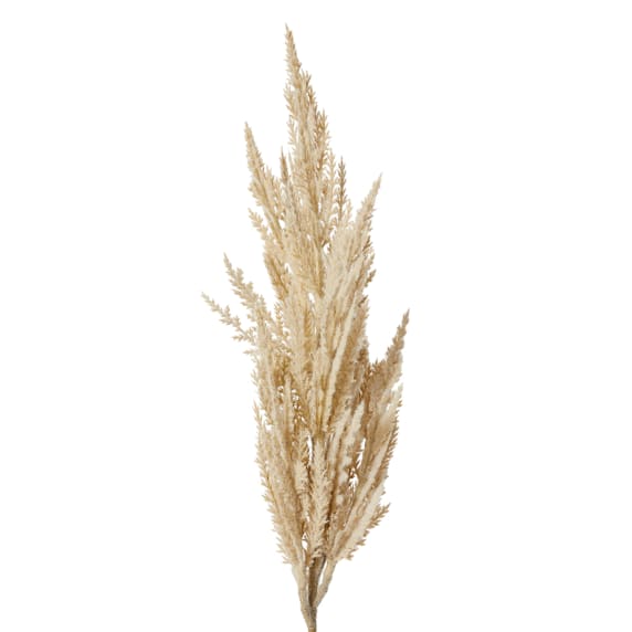 Pampas Grass Stem Beige - 83cm color Beige