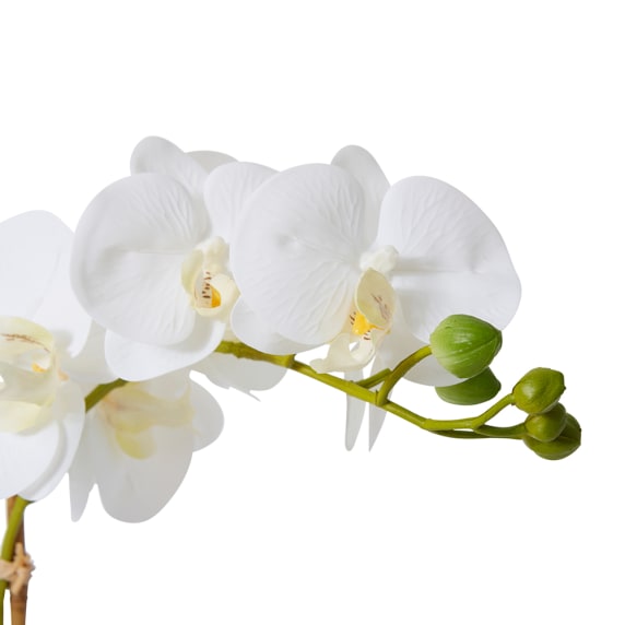 Phalaenopsis Textured Pot White/White - 60cm color White