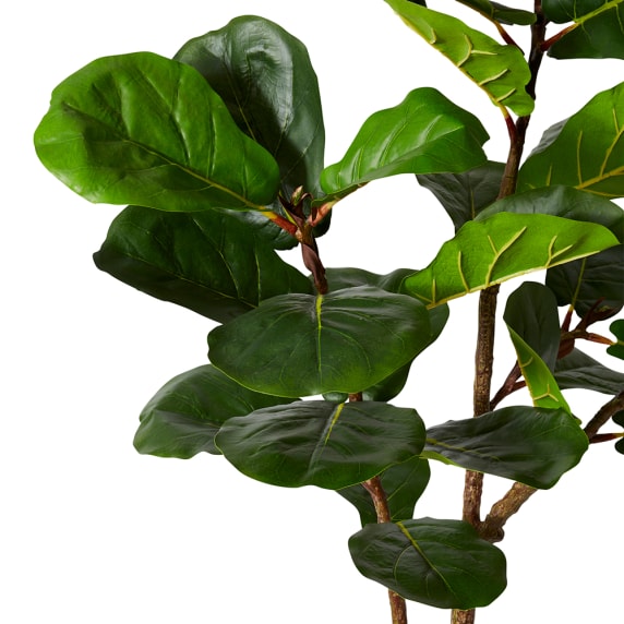 Fiddle Leaf Fig Grand Tree - 184cm color Green