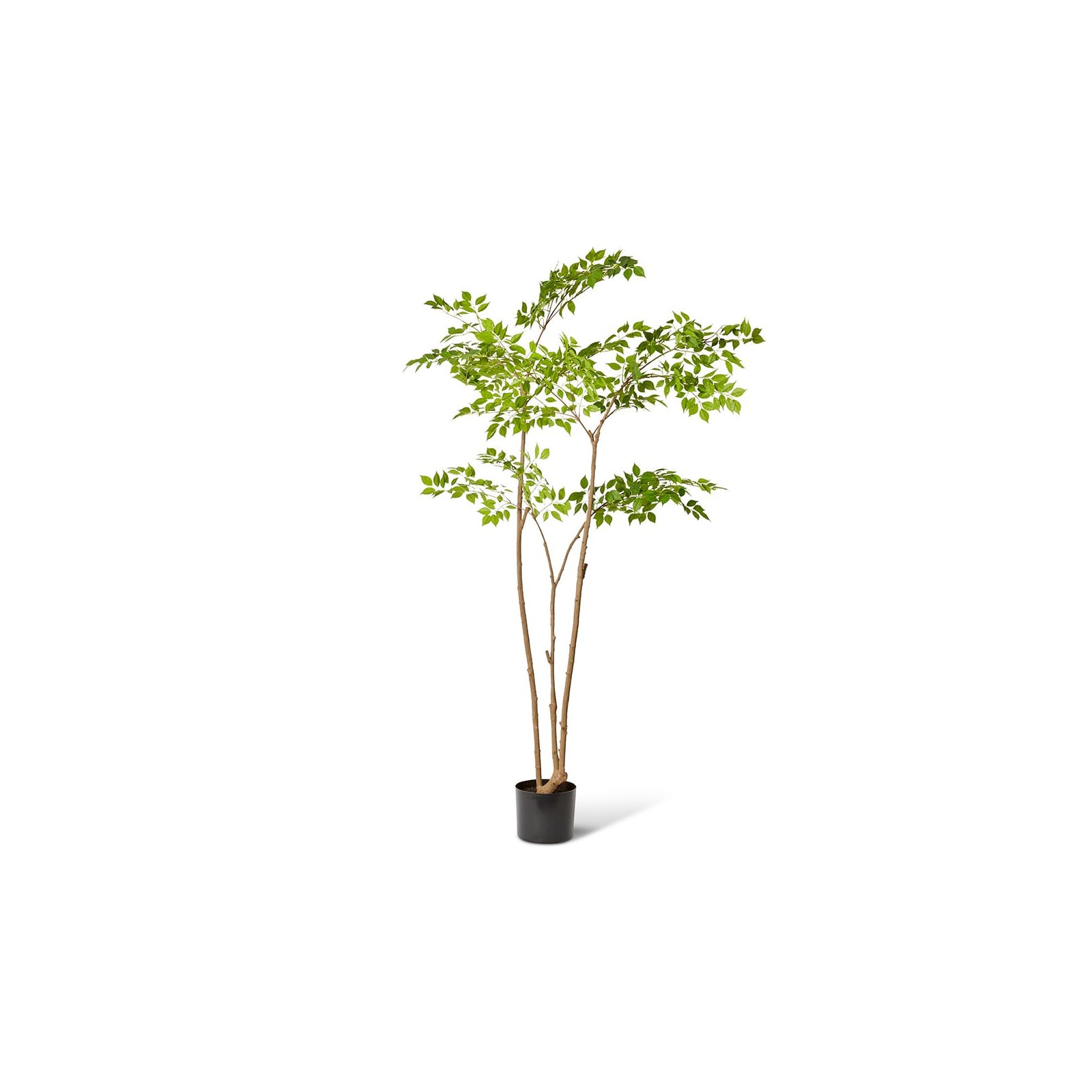 Buy China Doll Tree Green - 34 x 34 x 235cm - Elme Living Australia
