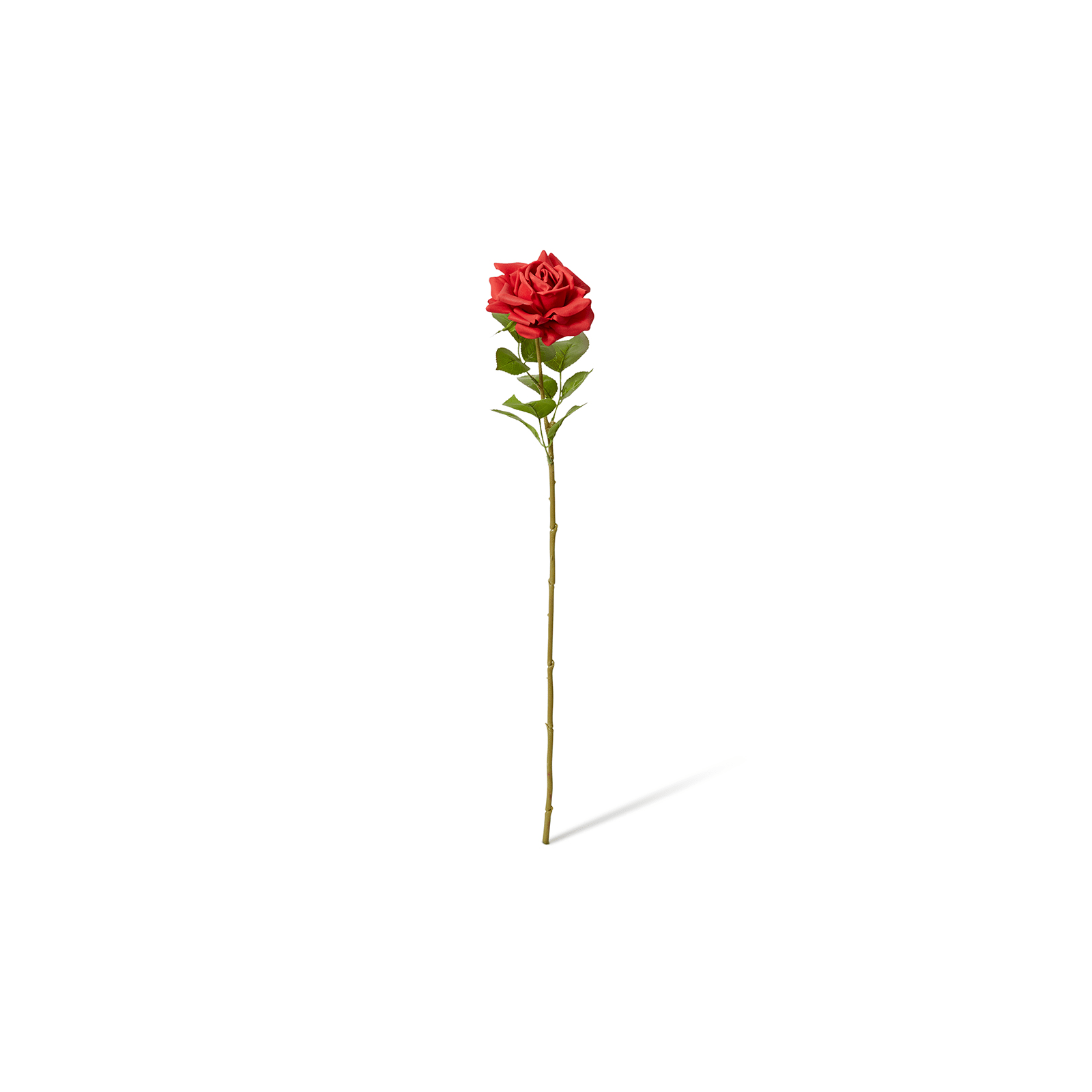 Buy Rose Rosa Stem (RT) Red - 22 x 14 x 63cm - Elme Living Australia