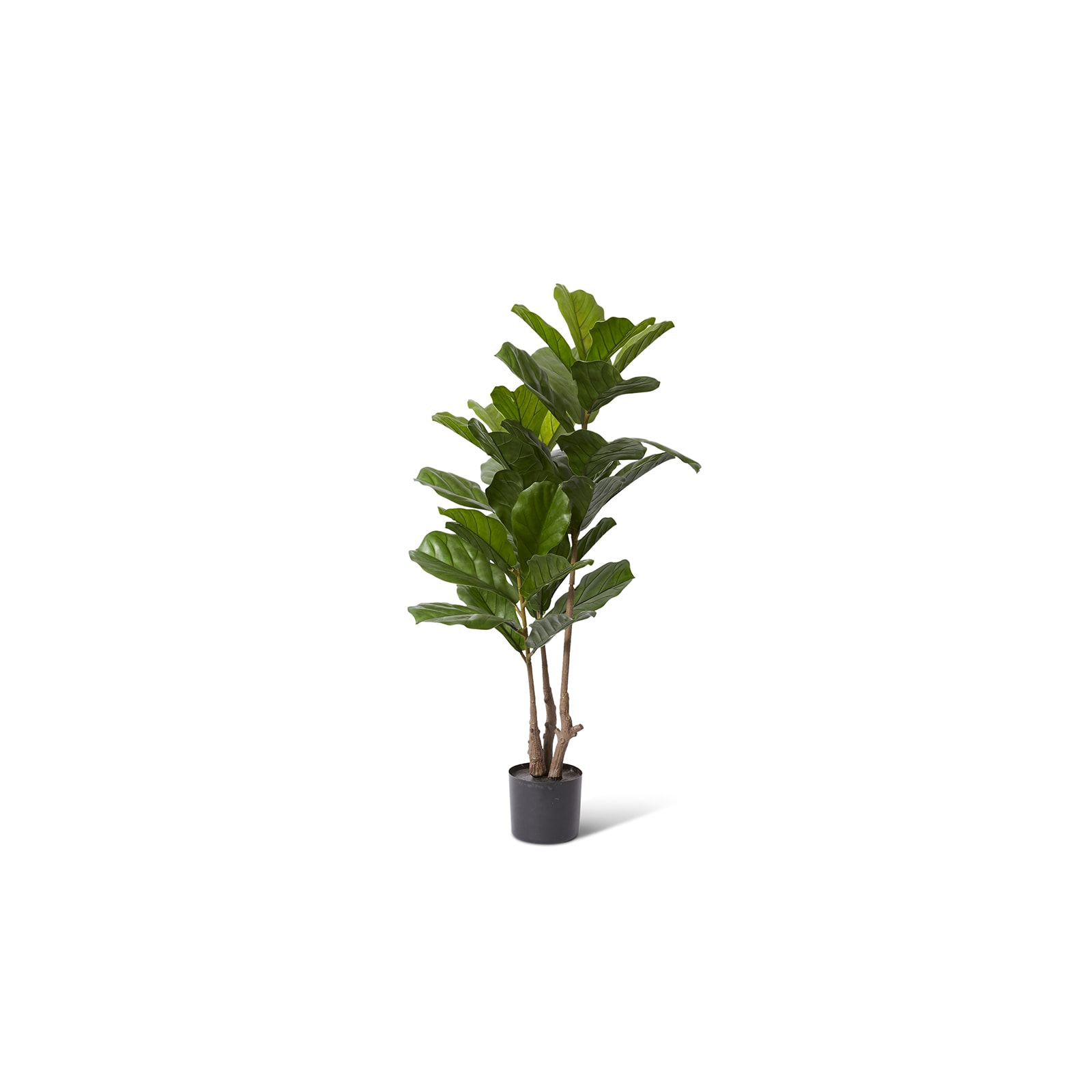Fiddle Tree (Outdoor) - 65 x 65 x 122cm | Elme Living | Australia’s ...