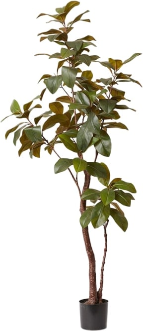 Magnolia Tree Green - 210 cm color Green