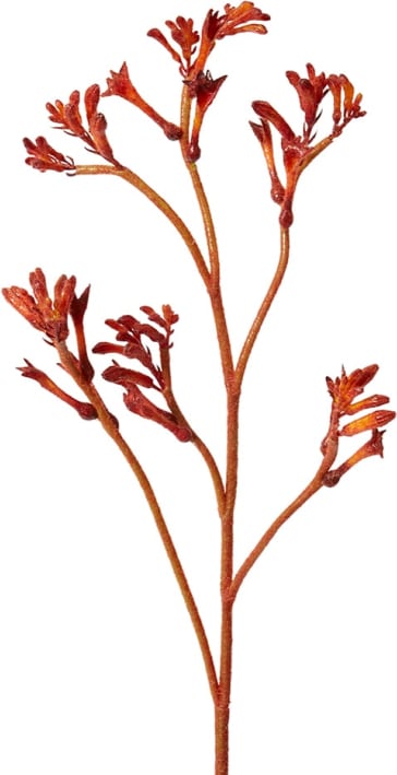 Kangaroo Paw Spray Burgundy - 78CM color Burgundy