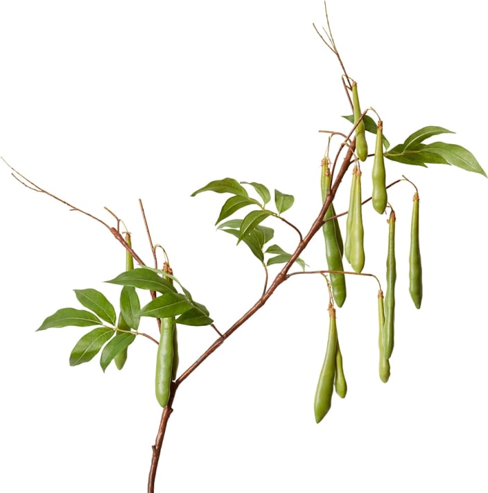 Bean Branch Green - 119CM color Green