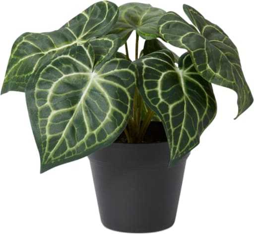Anthurium Plant Potted - 24 x 24 x 23cm 