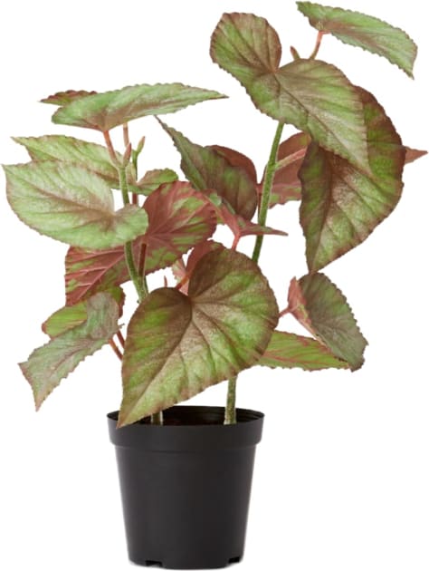 Begonia Potted - 41 x 39 x 59cm 